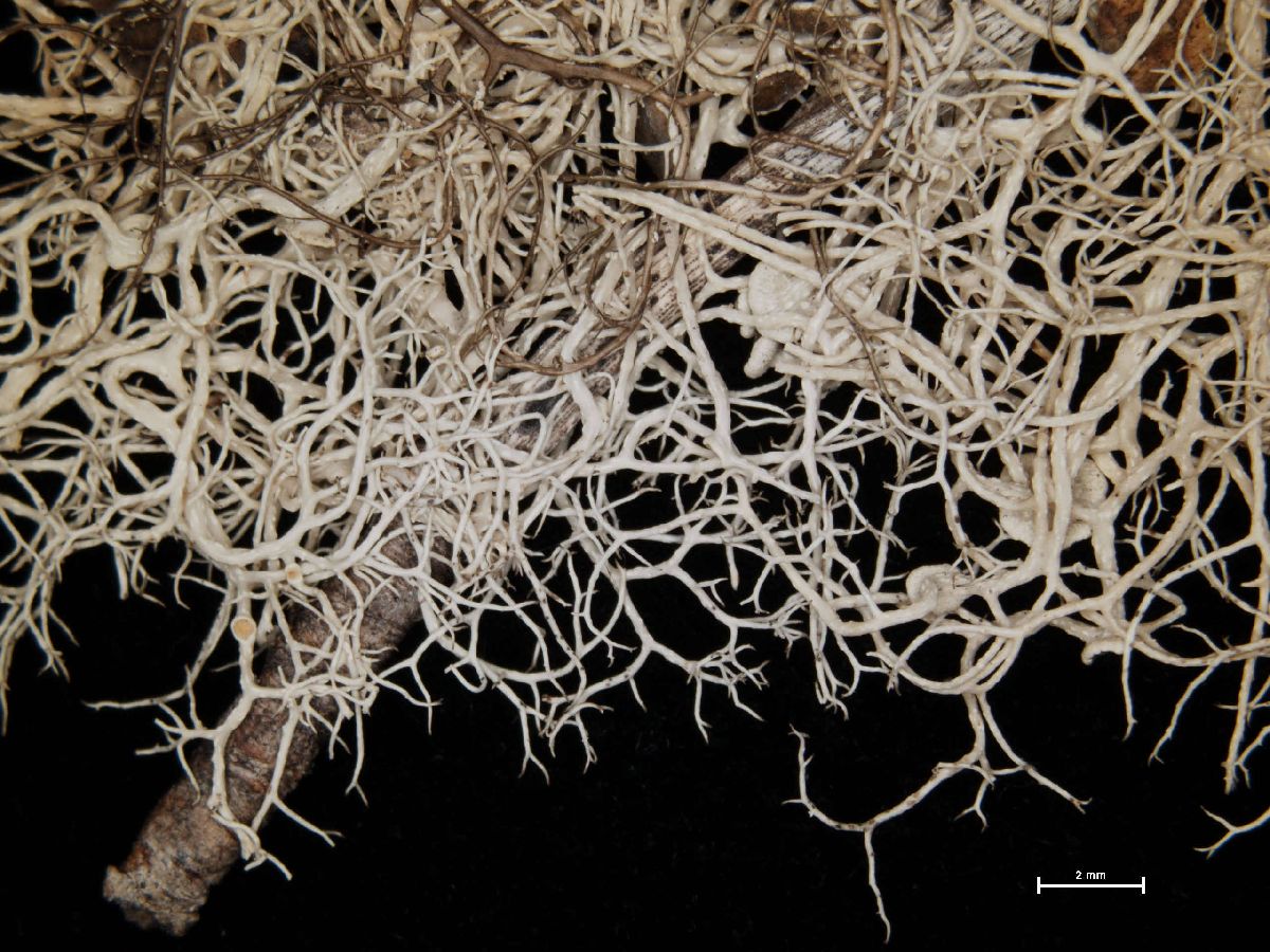 Alectoria lata image