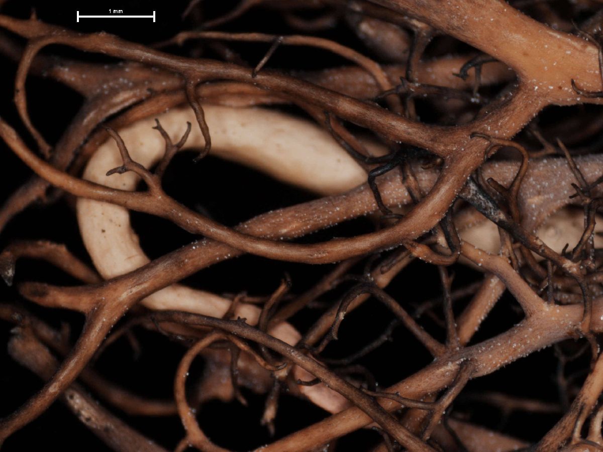 Alectoria nigricans image