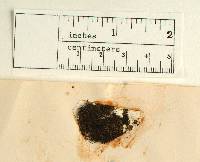 Alectoria pacifica image