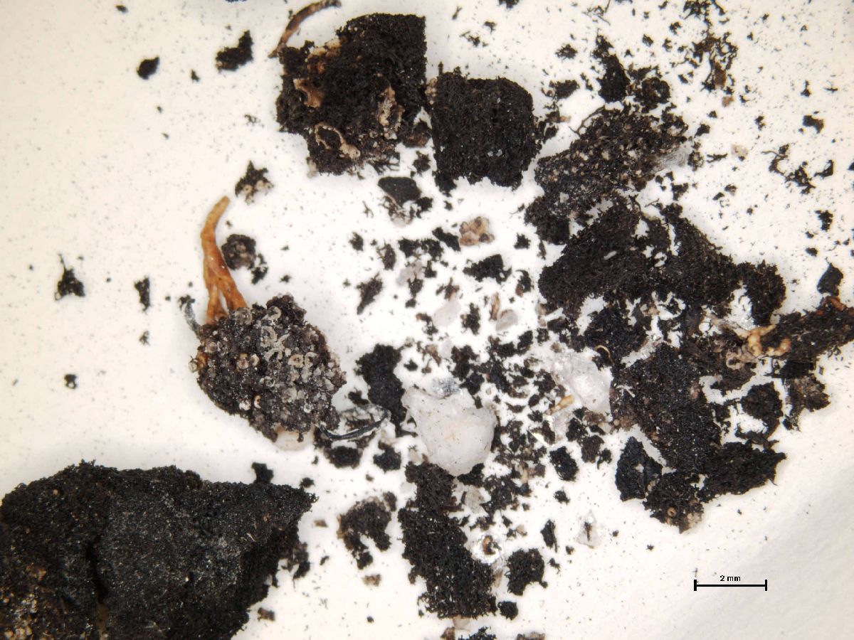 Alectoria congesta image