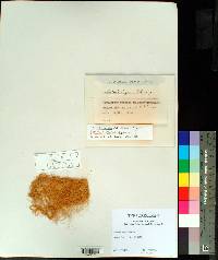 Alectoria degenii image