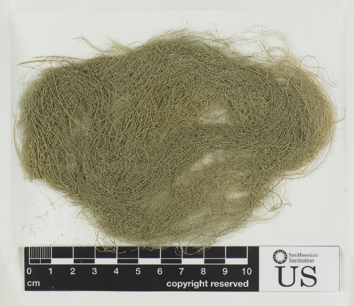 Alectoria vancouverensis image