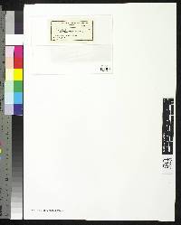Image of Alectoria variegata