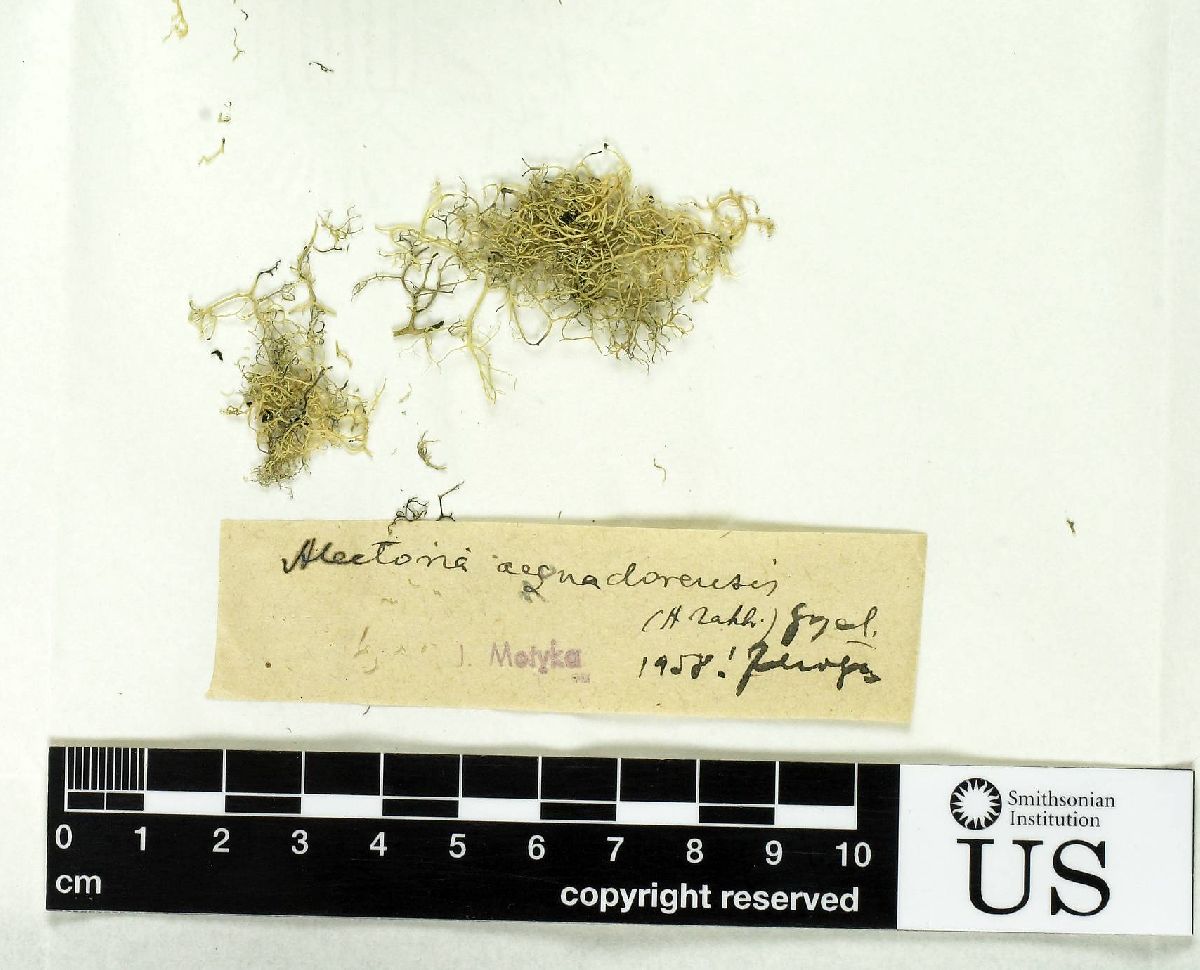 Alectoria ecuadorensis image
