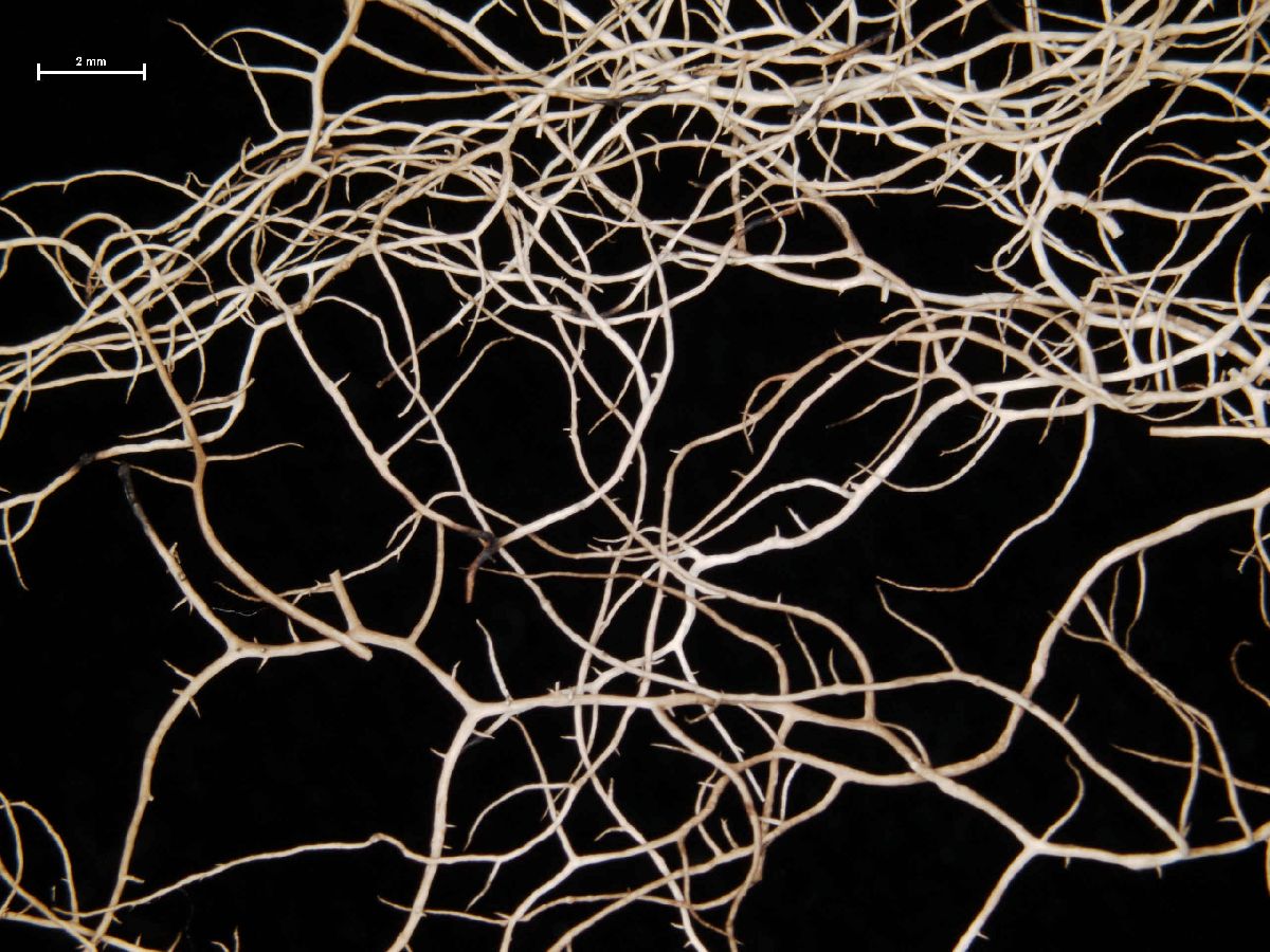 Alectoria lactinea image