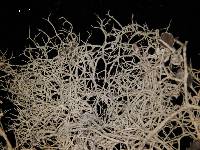 Alectoria lata image