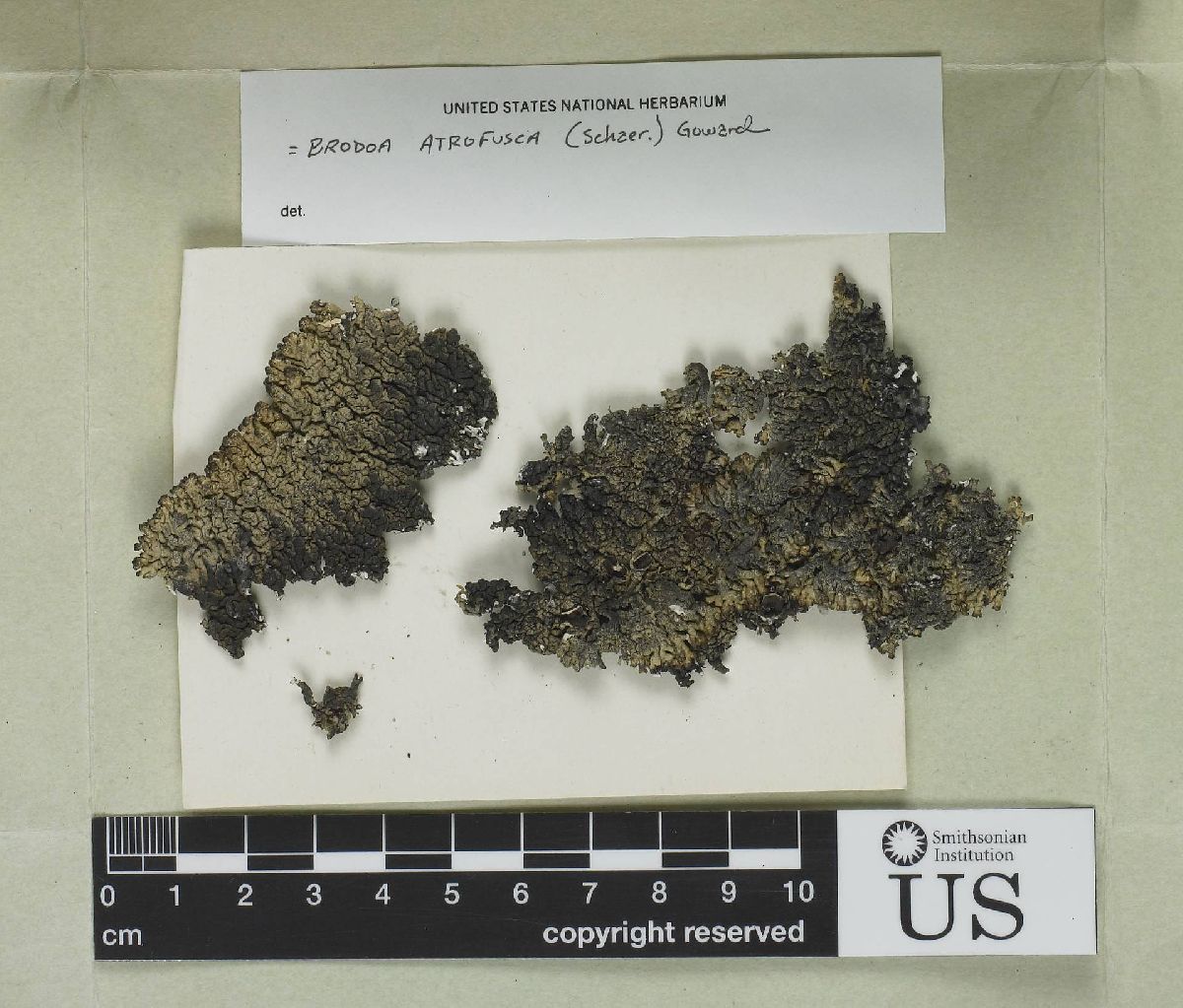 Allantoparmelia image