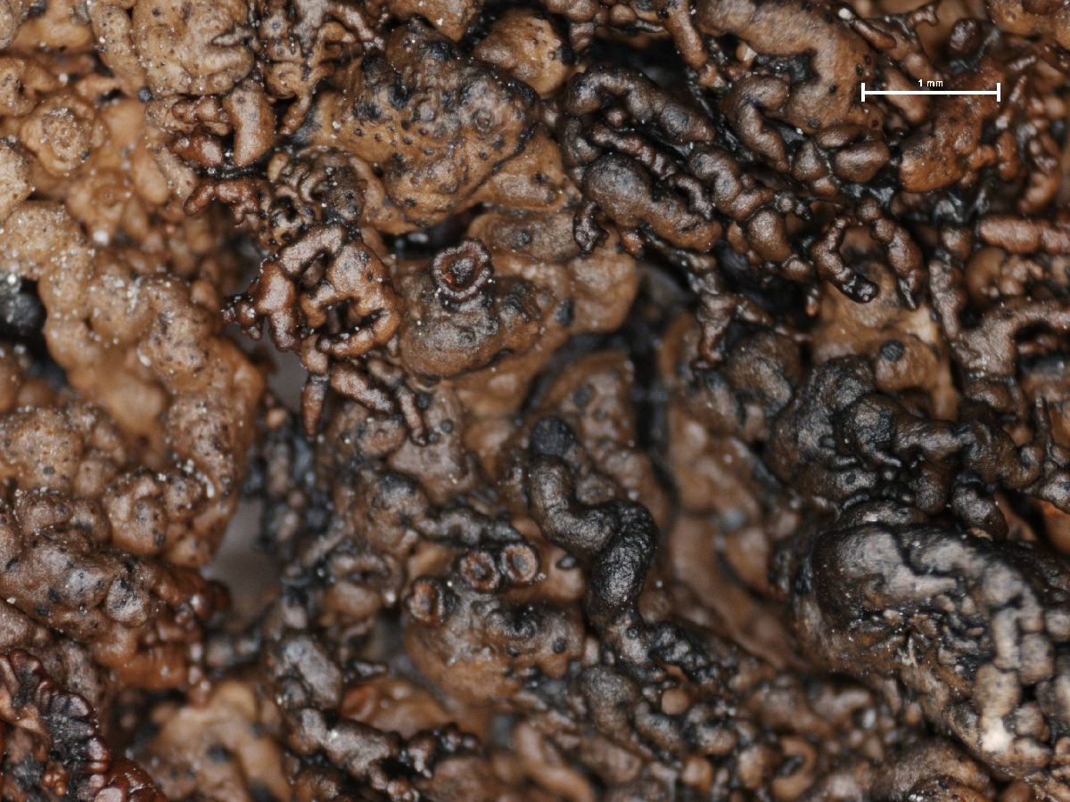 Allantoparmelia image