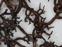 Almbornia cafferensis image