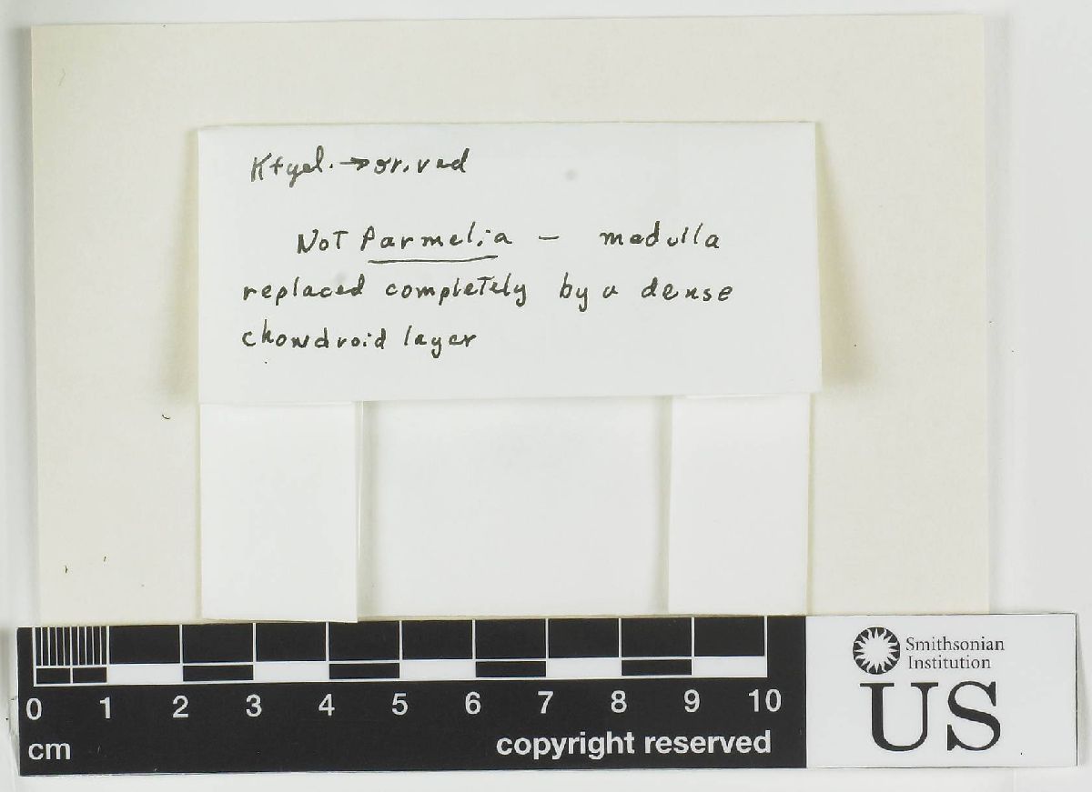 Almbornia cafferensis image