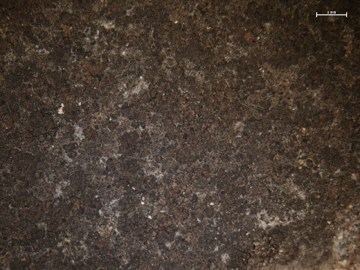 Amandinea coniops image