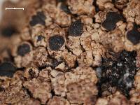 Amandinea petermannii image