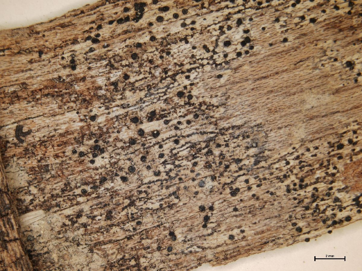 Amandinea submontana image