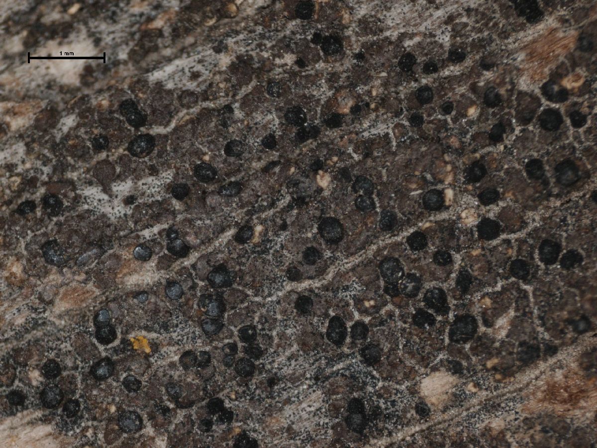 Amandinea turgescens image