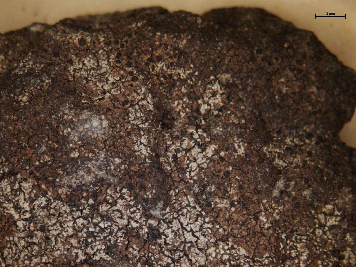 Amandinea endachroa image