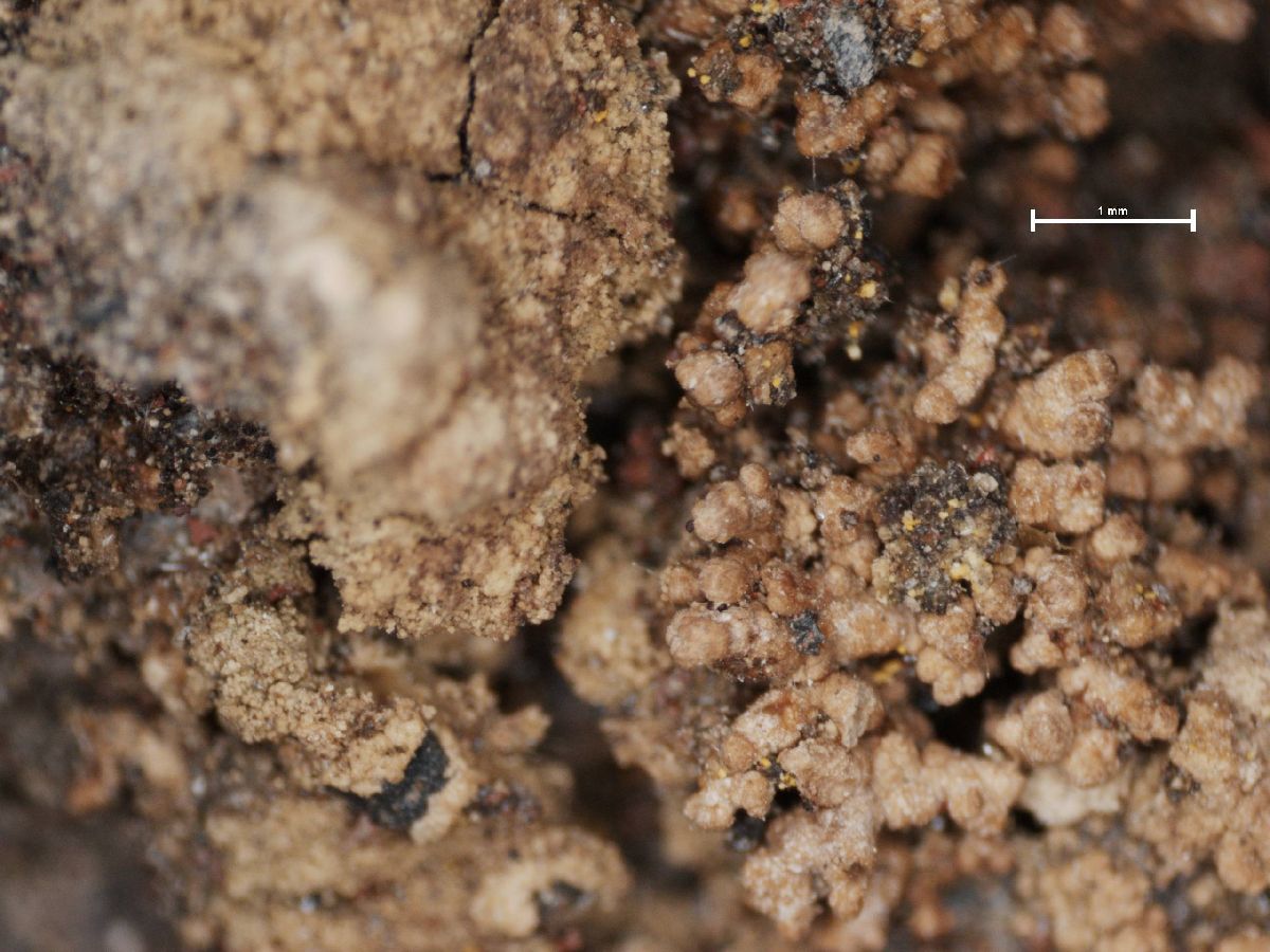 Amandinea petermannii image