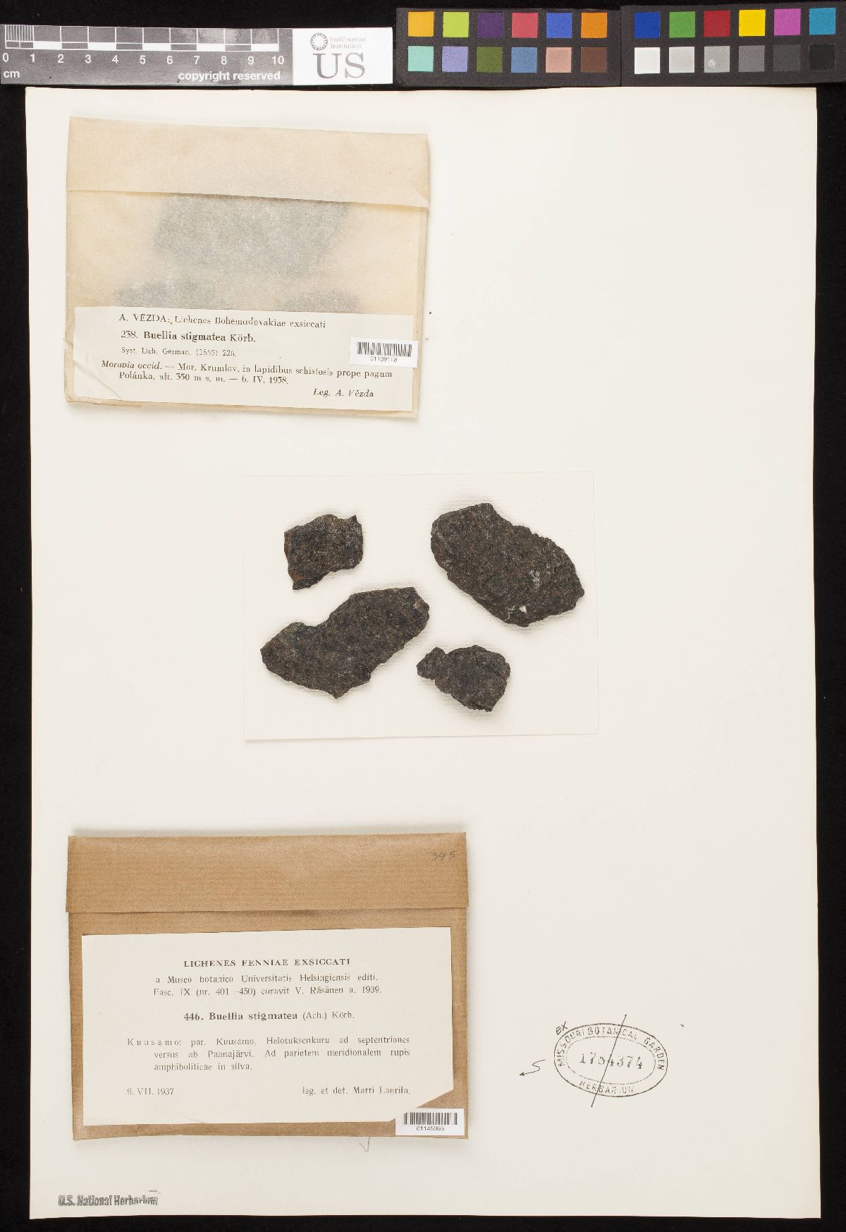 Amandinea punctata image