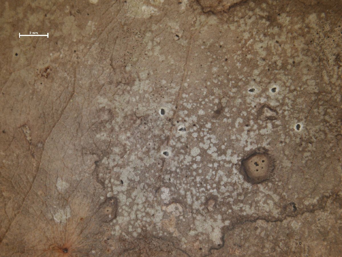 Amazonomyces image