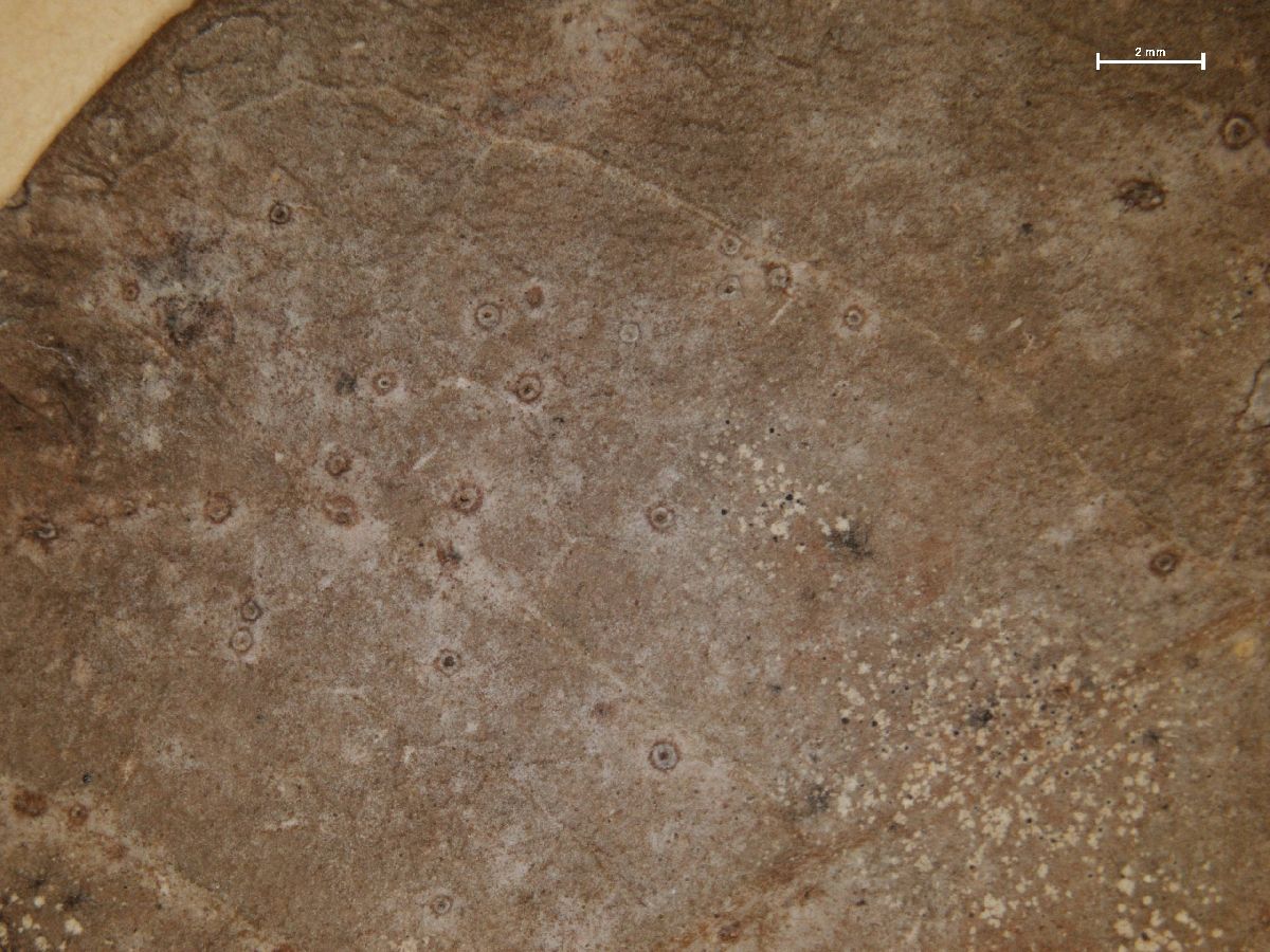 Ampullifera foliicola image