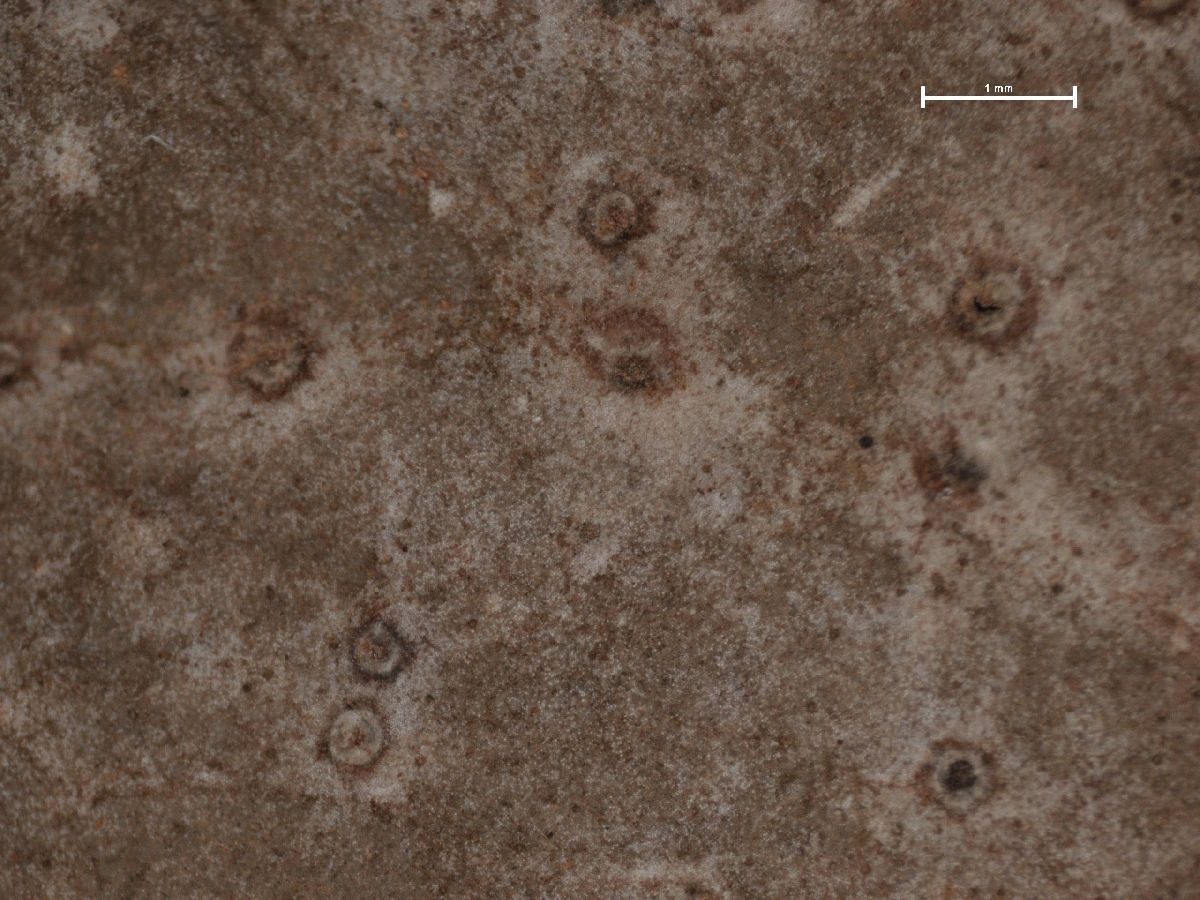 Ampullifera foliicola image