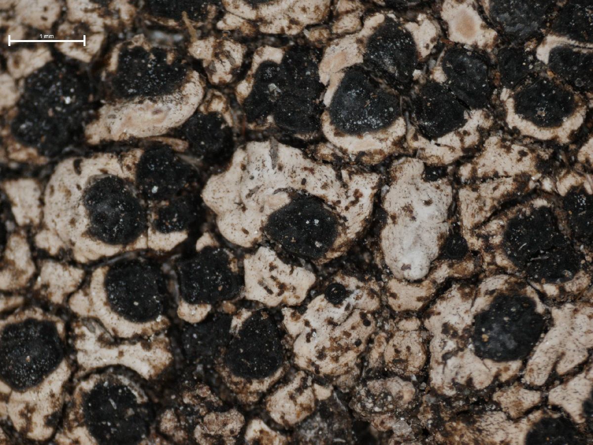 Amygdalaria consentiens image