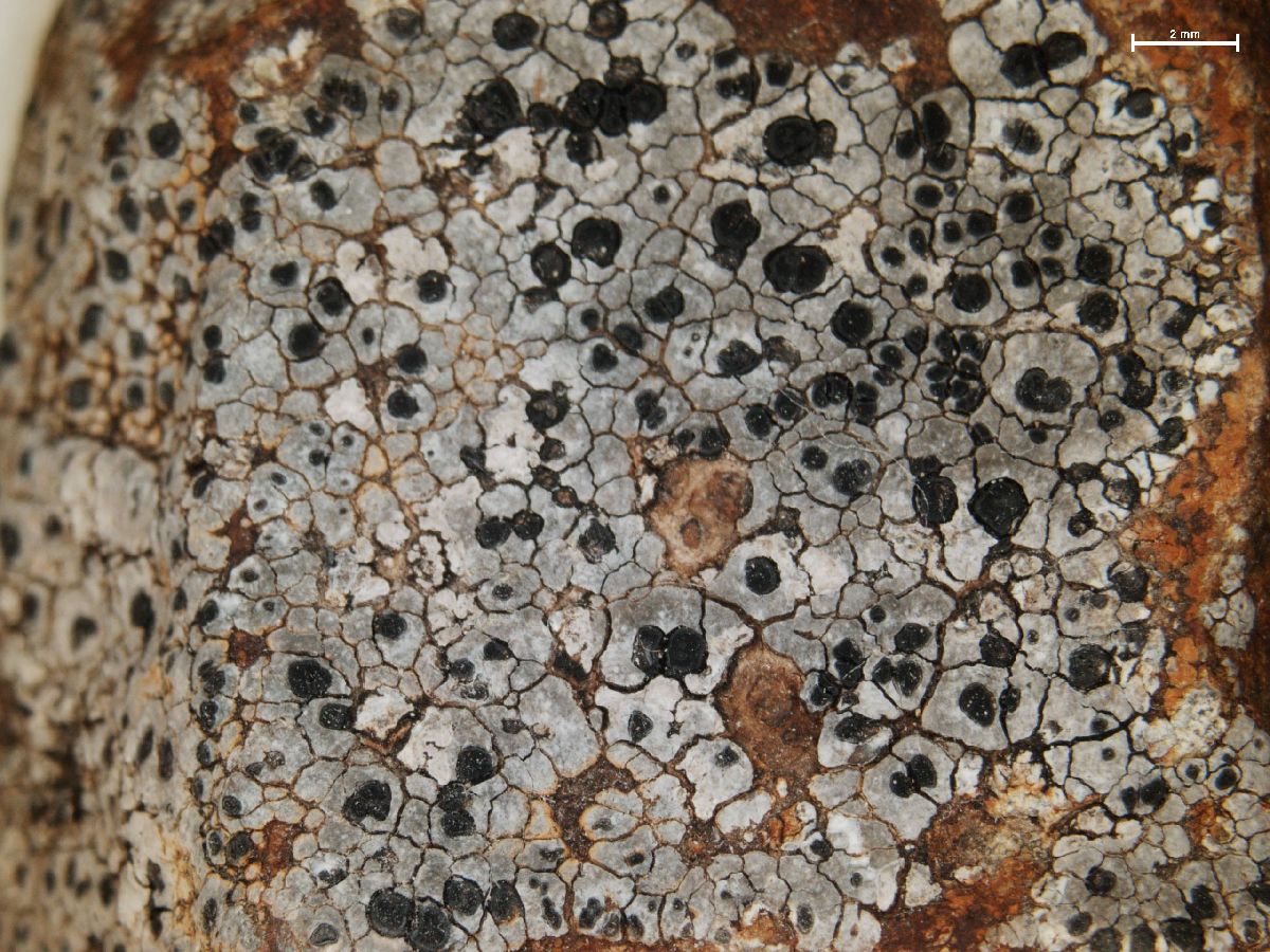 Amygdalaria consentiens image