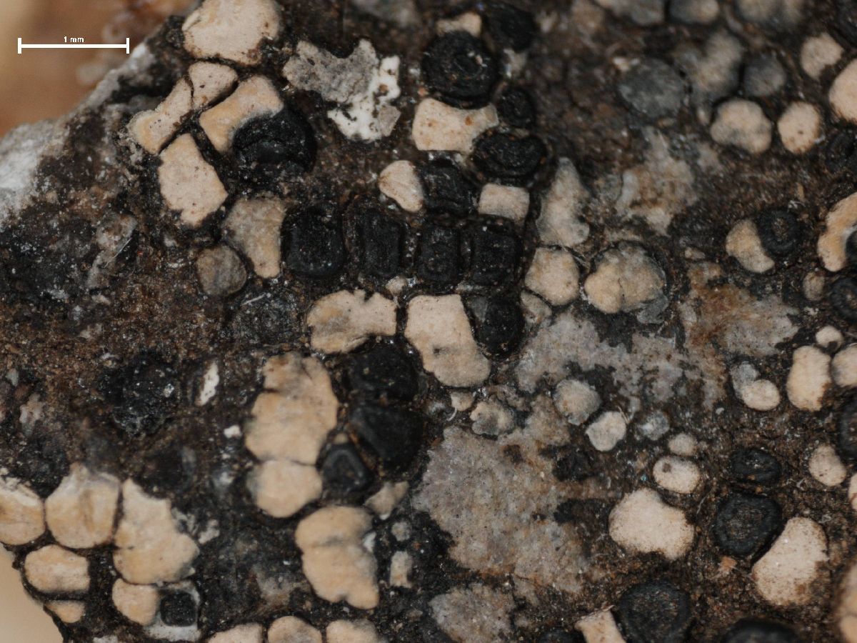 Amygdalaria elegantior image