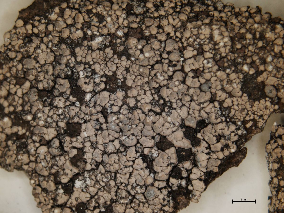 Amygdalaria panaeola image