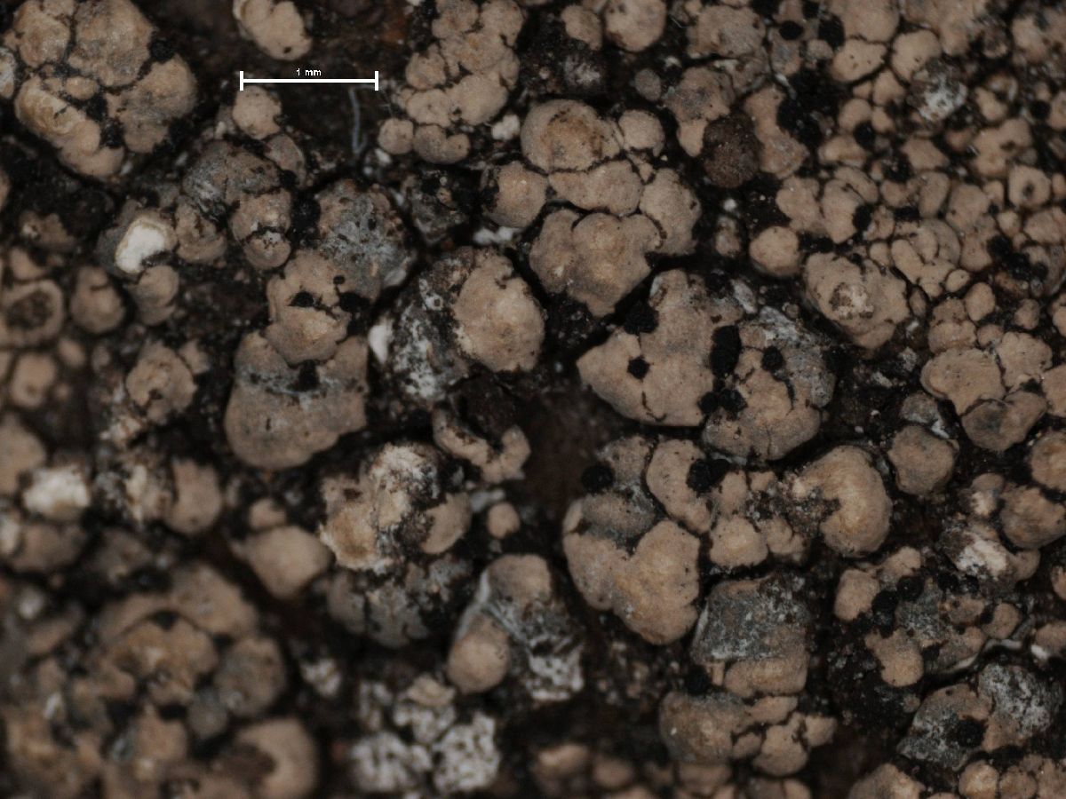 Amygdalaria panaeola image