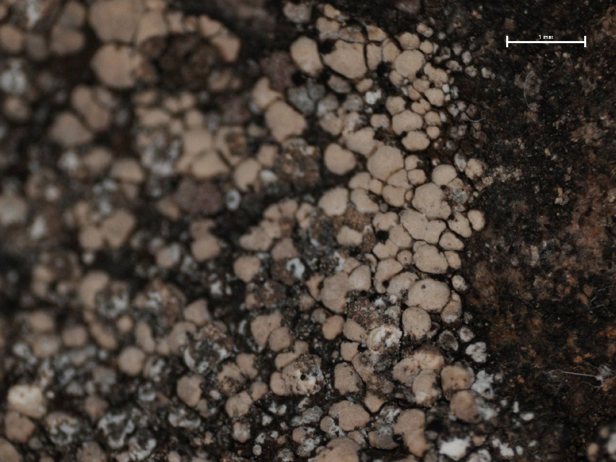 Amygdalaria panaeola image