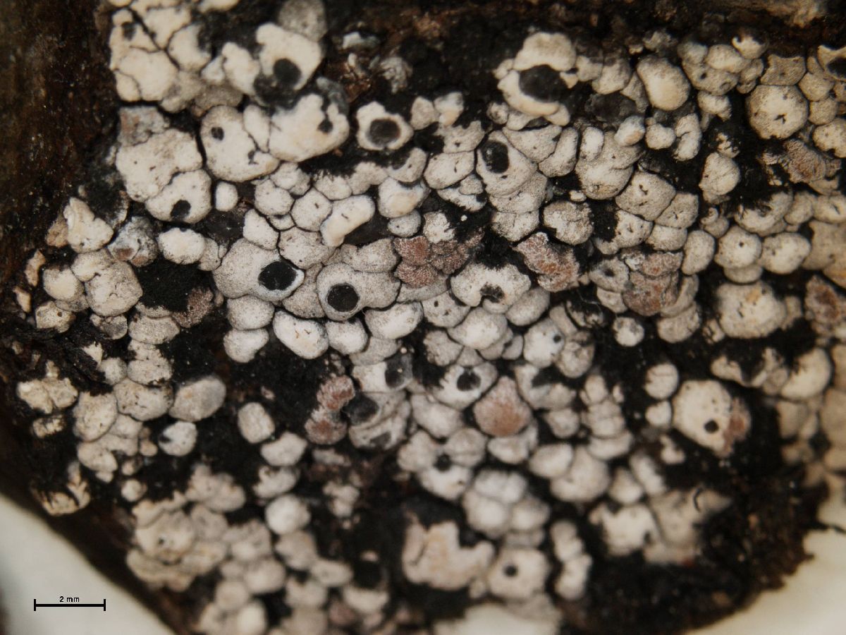 Amygdalaria subdissentiens image