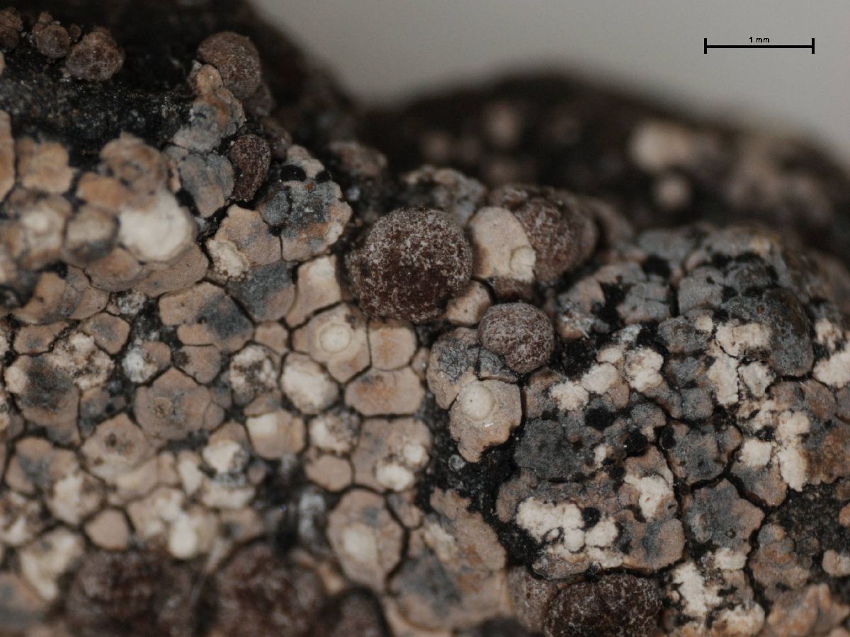 Amygdalaria pelobotrya image