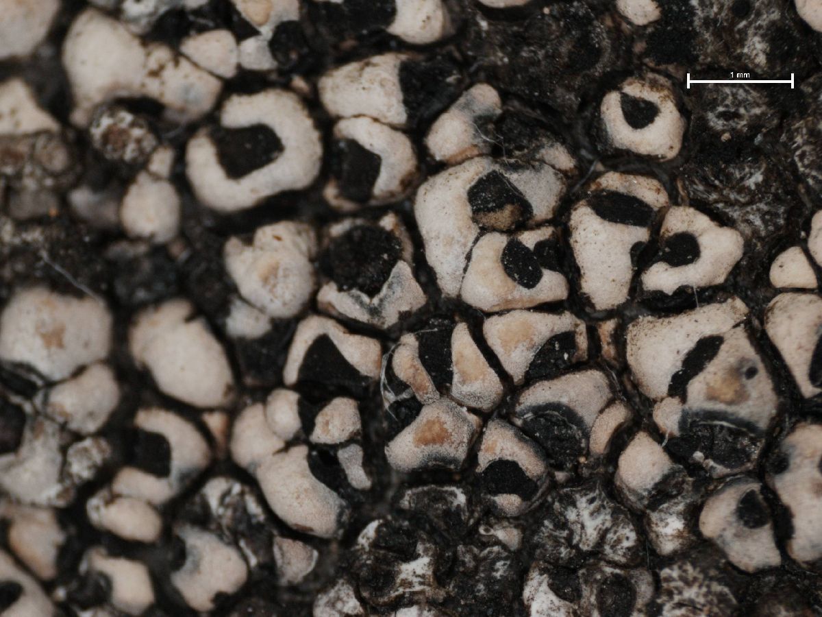 Amygdalaria subdissentiens image
