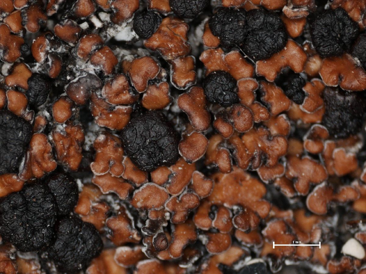 Anamylopsora pulcherrima image
