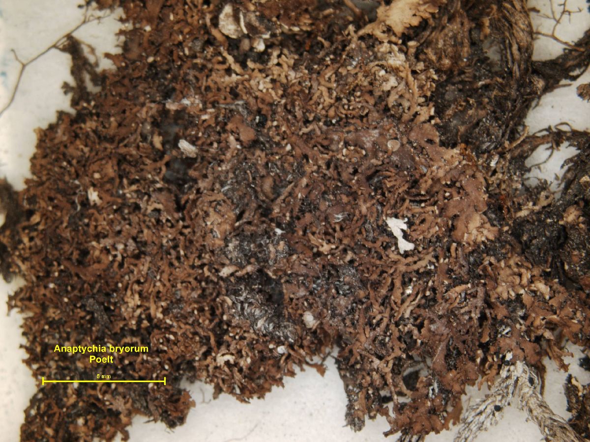 Anaptychia bryorum image