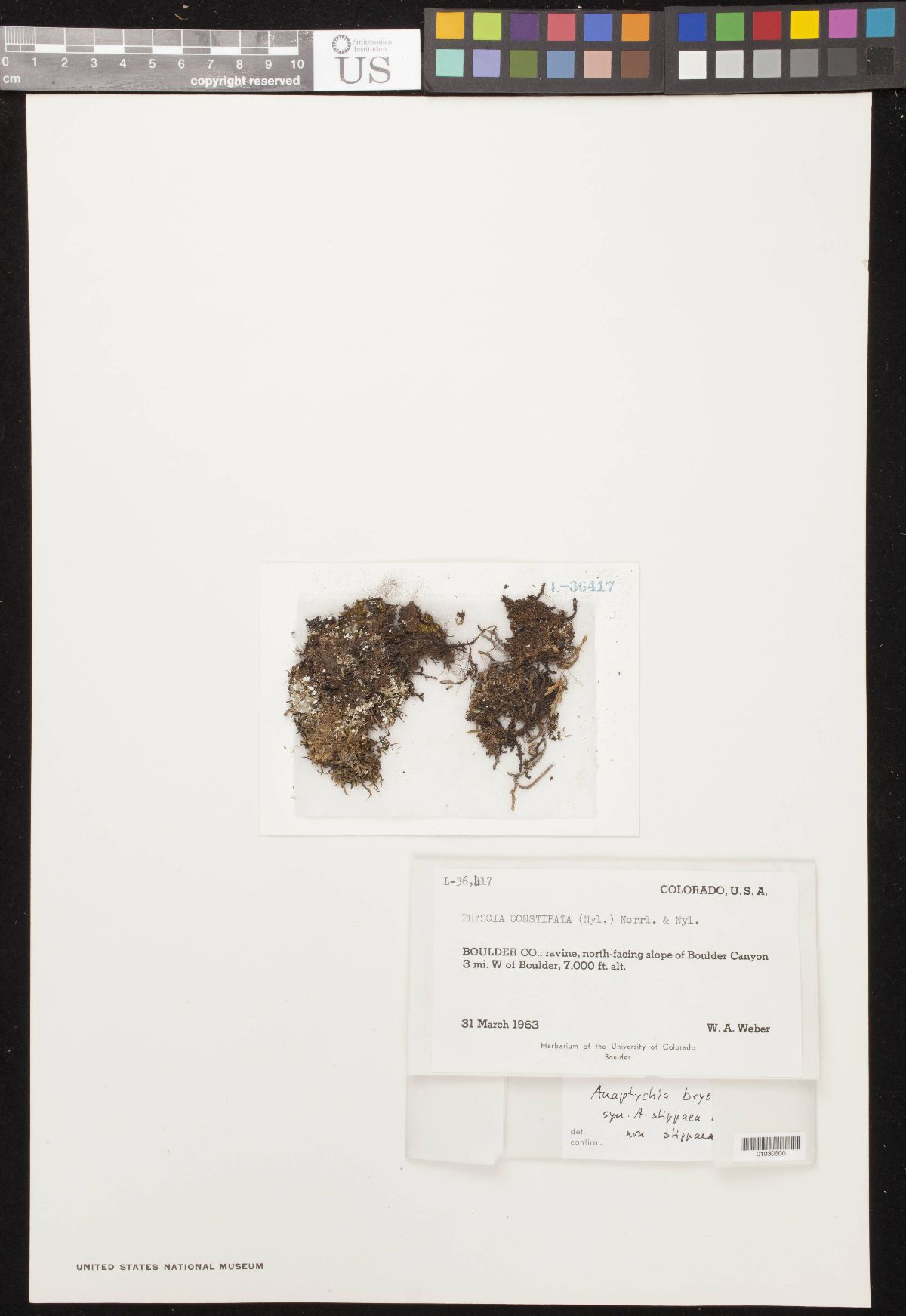 Anaptychia bryorum image
