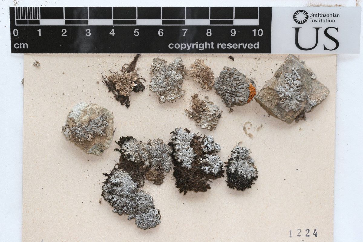 Anaptychia elbursiana image