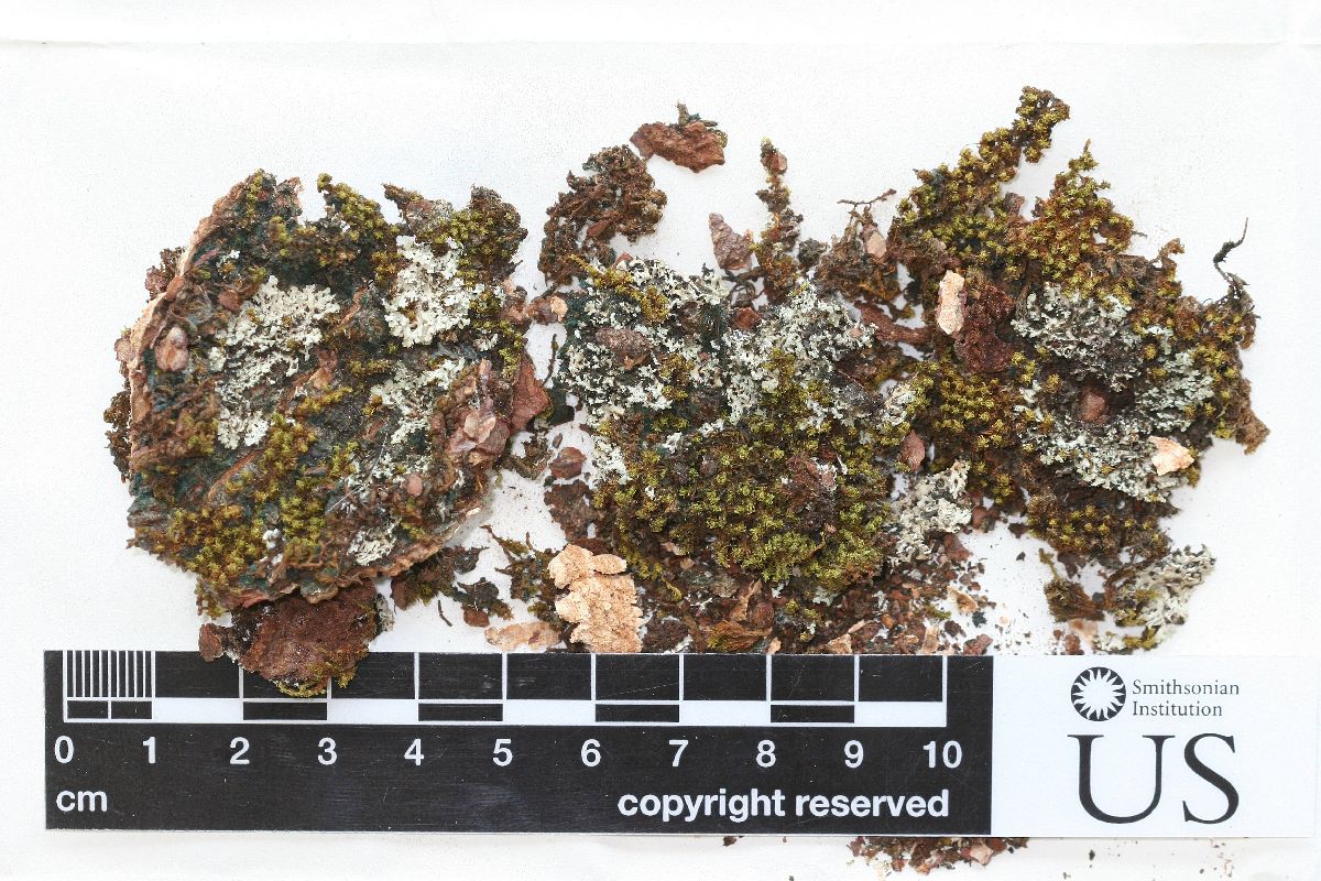 Anaptychia galactophylla image