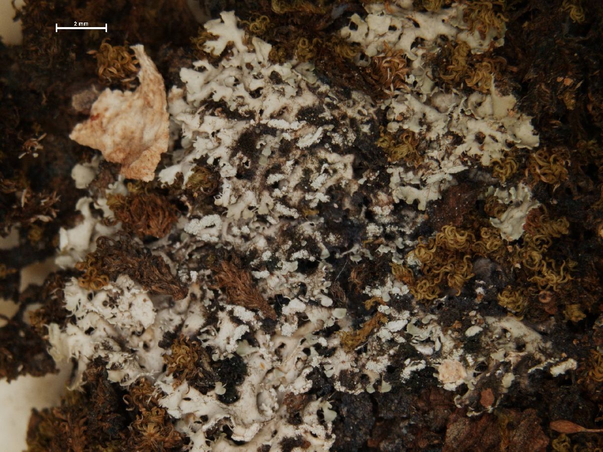 Anaptychia galactophylla image
