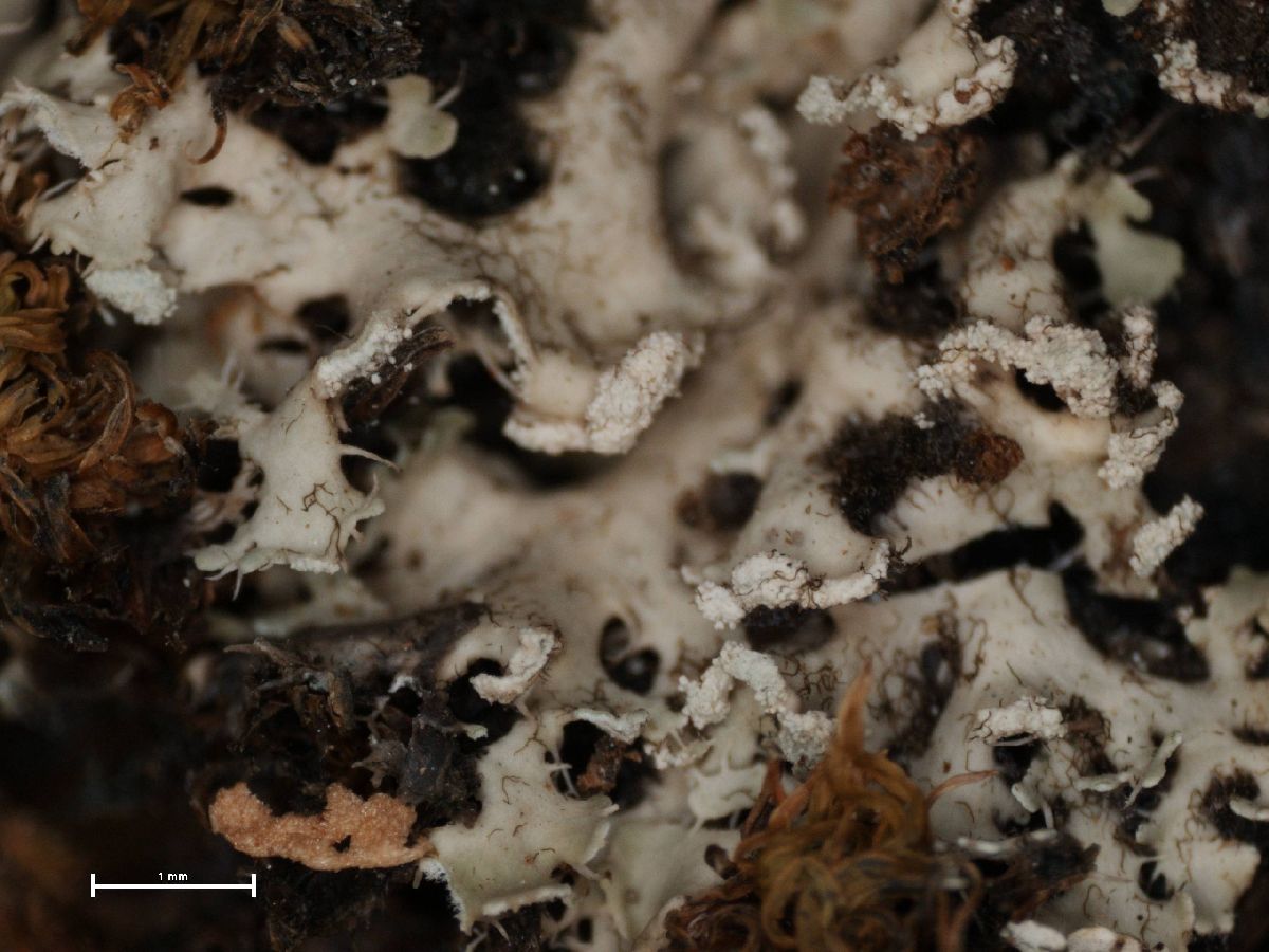 Anaptychia galactophylla image