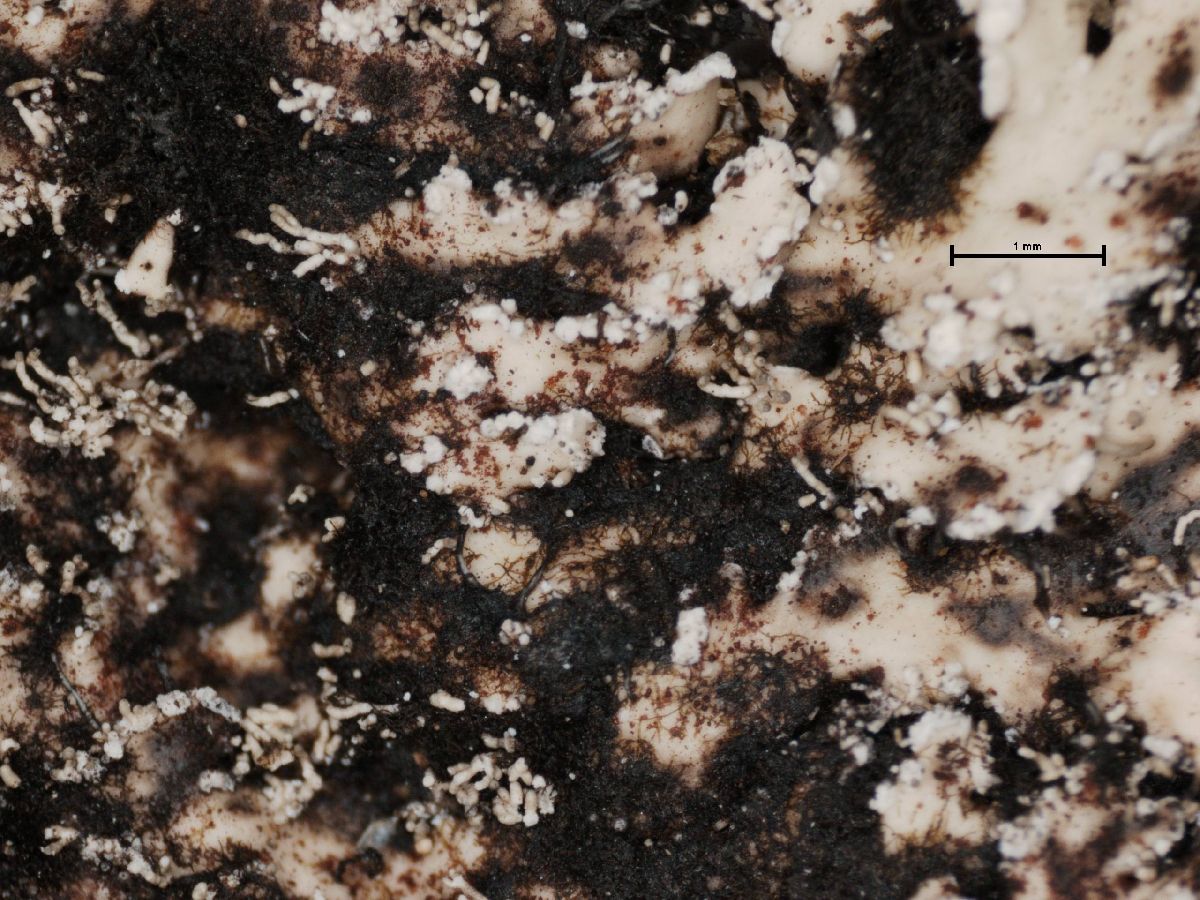 Anaptychia isidiophora image