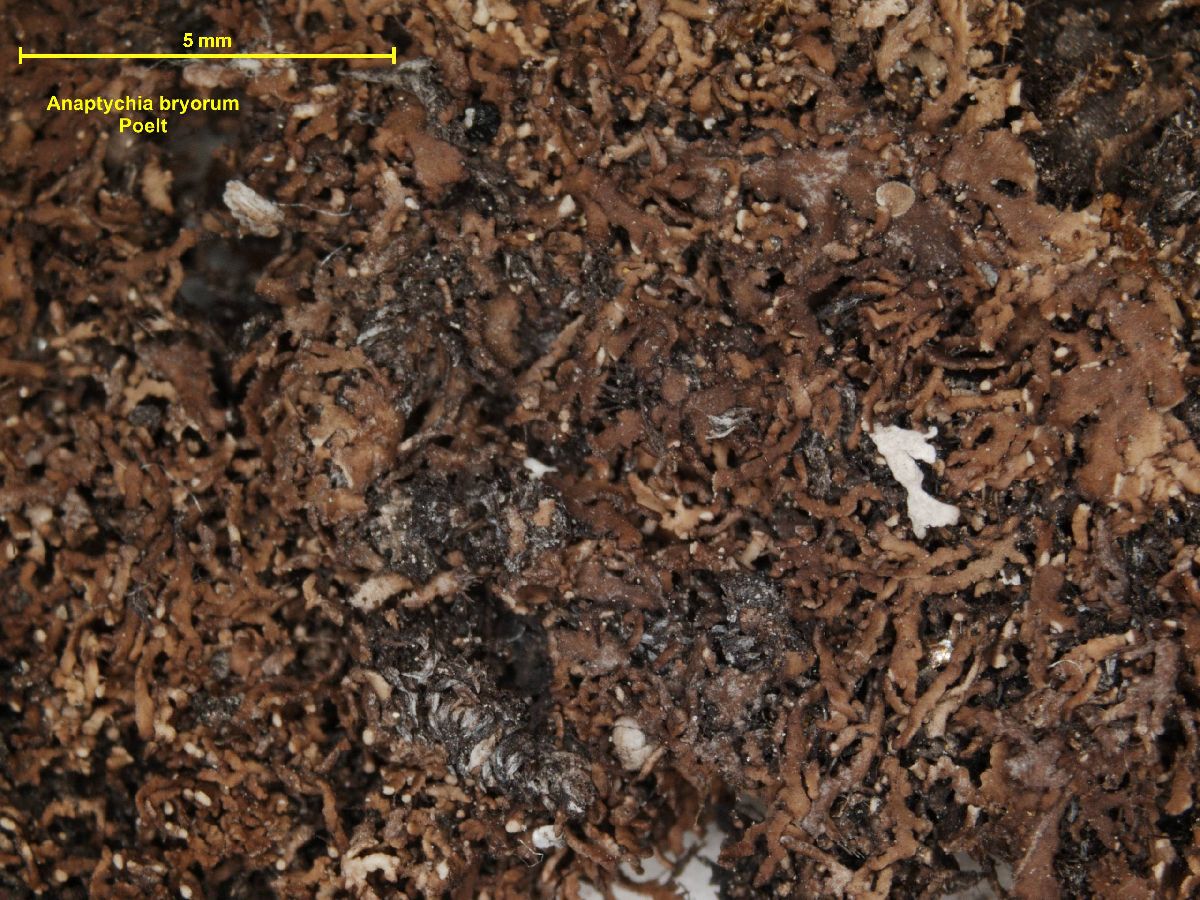 Anaptychia bryorum image