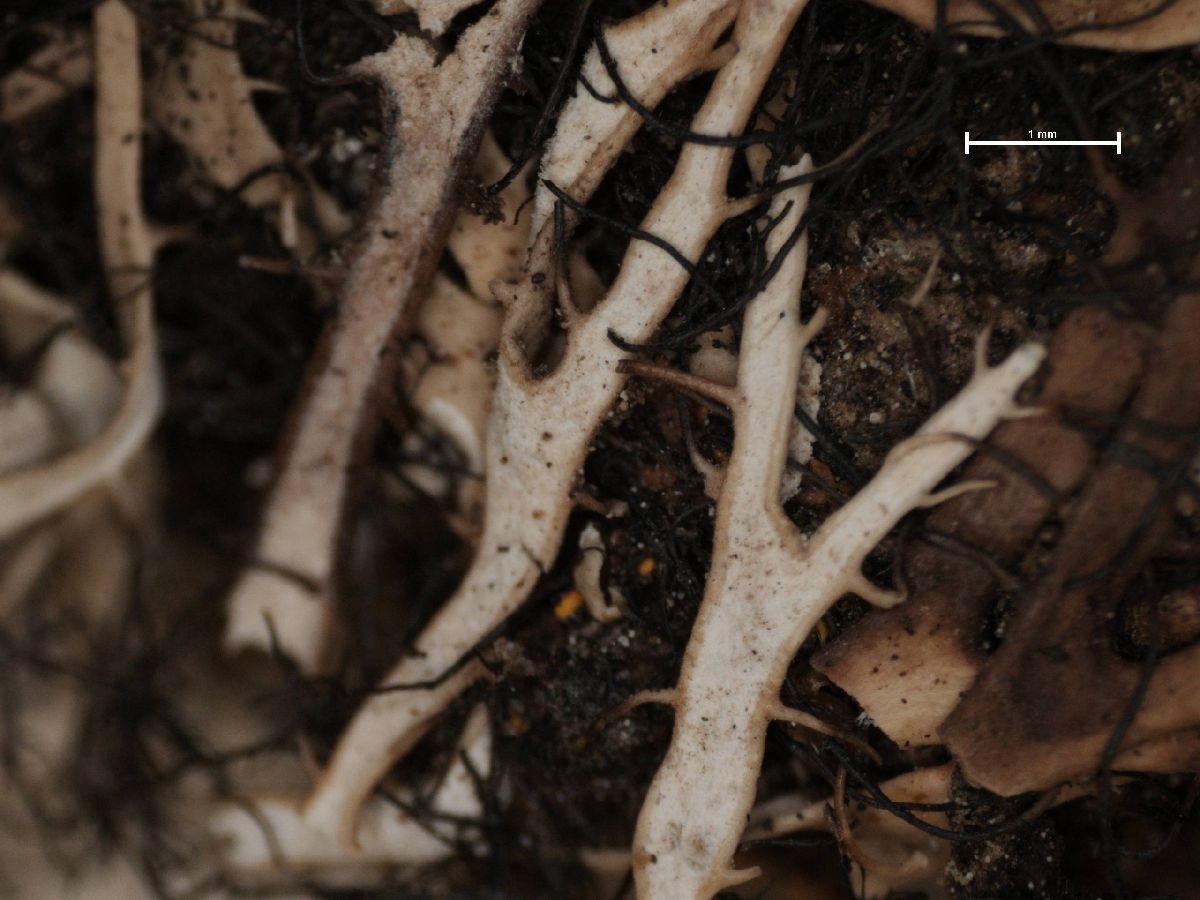 Anaptychia lutescens image