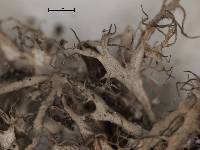 Anaptychia crinalis image