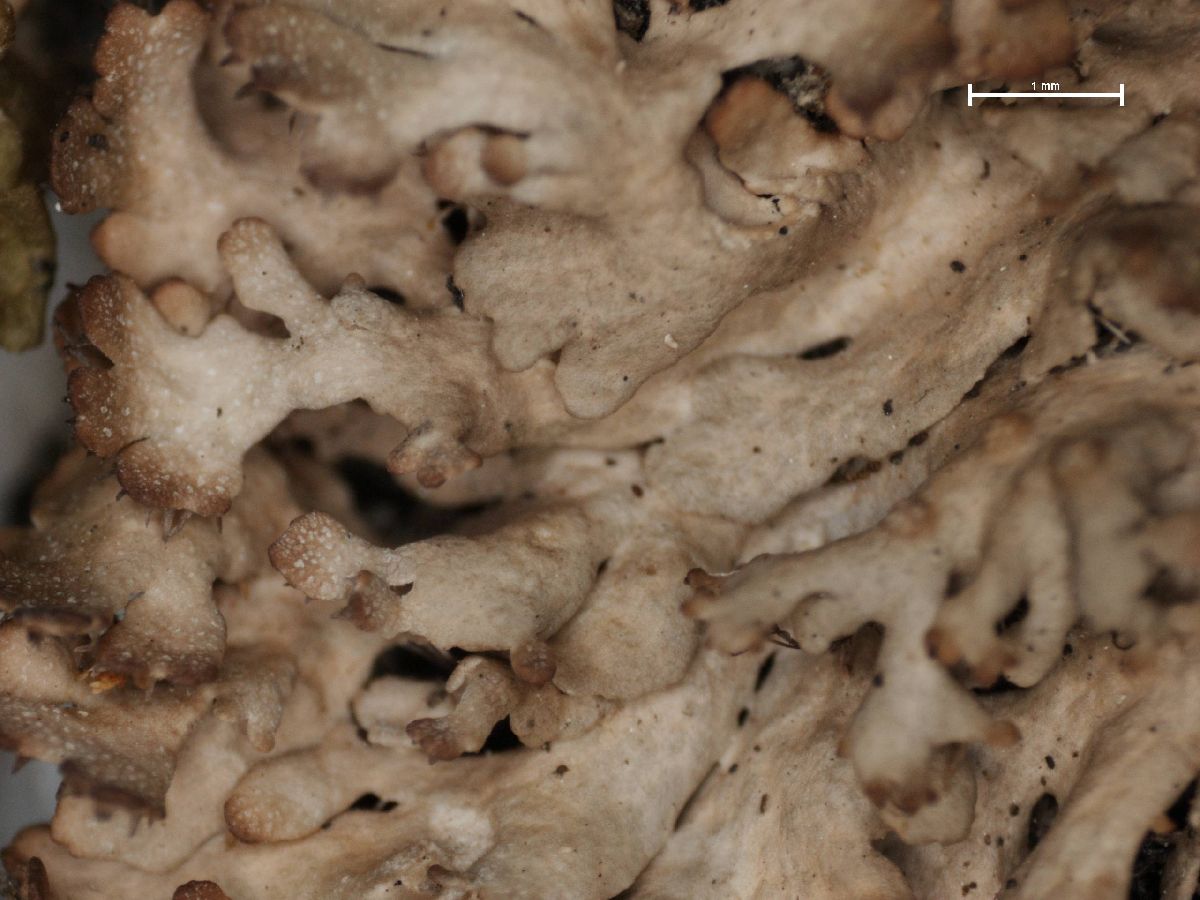 Anaptychia palmatula image