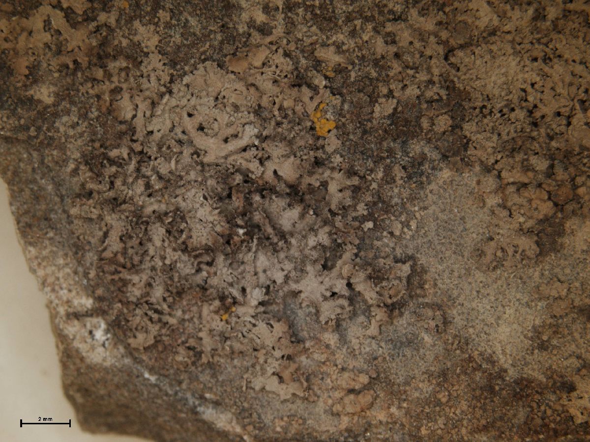 Anaptychia elbursiana image