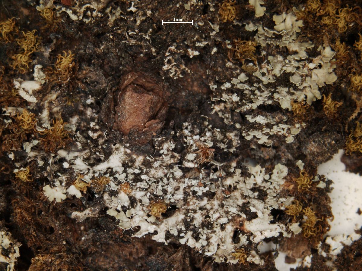 Anaptychia galactophylla image