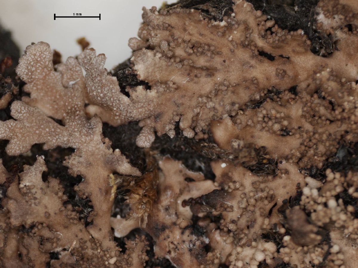 Anaptychia isidiata image