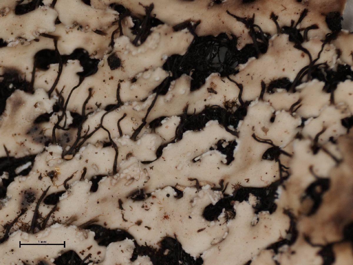Anaptychia isidiophora image