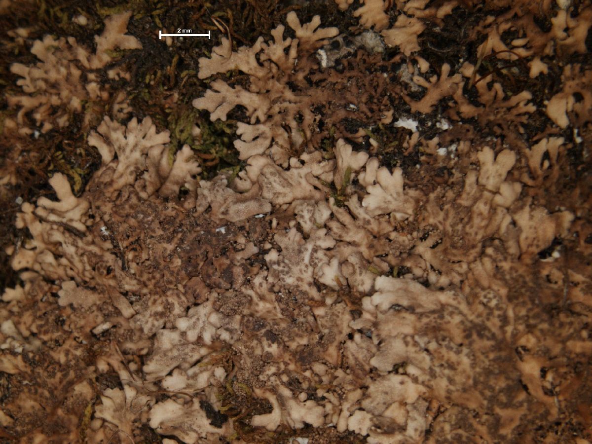 Anaptychia isidiza image